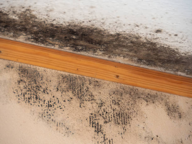 Best Emergency Mold Remediation  in Parshall, ND