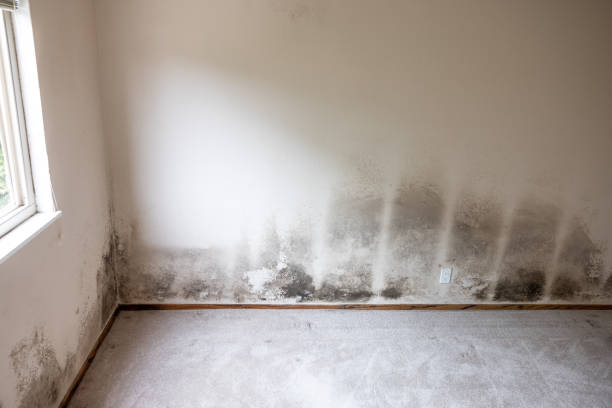 Best Real Estate Mold Inspection  in Parshall, ND